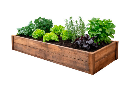 Wooden raised garden bed with fresh vegetables and herbs on transparent background, PNG