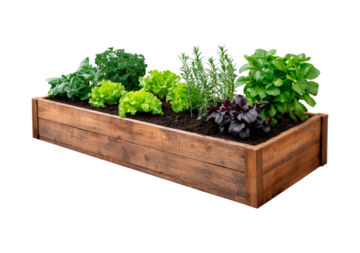 Wooden raised garden bed with fresh vegetables and herbs on transparent background, PNG