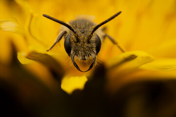 Bee on yellow flower