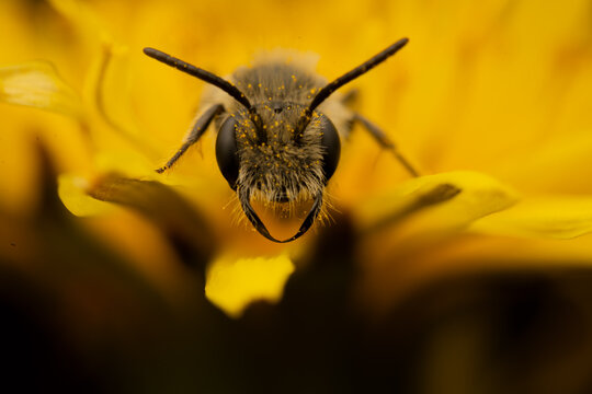 Bee on yellow flower - Powered by Adobe