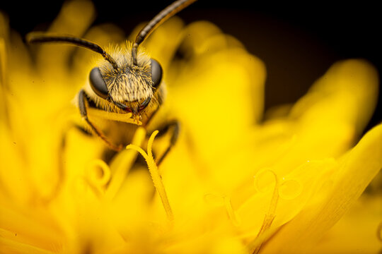 macro of a bee
