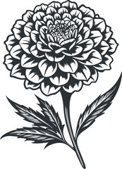 A collection of detailed black and white line art illustrations of marigold flowers, showcasing their intricate petals and foliage