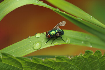Lucilia sericata green fly on a leaf