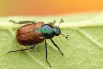 Phyllopertha horticola on a leaf