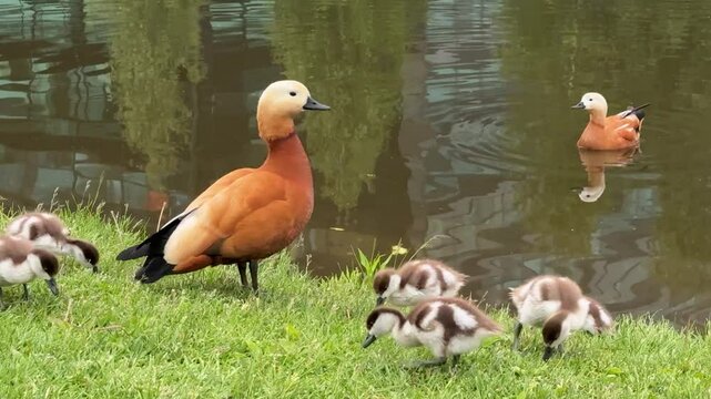 Mother Ruddy shelduck with her small ducklings on lake in the summer. It is a waterfowl of the duck family, similar to the common one. The bird has orange-brown plumage and a lighter head.