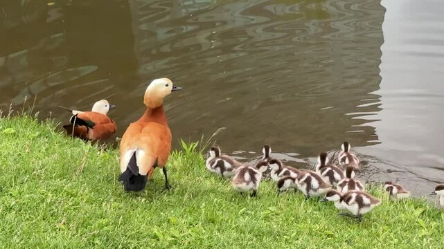 Mother Ruddy shelduck with her small ducklings on lake in the summer. It is a waterfowl of the duck family, similar to the common one. The bird has orange-brown plumage and a lighter head.