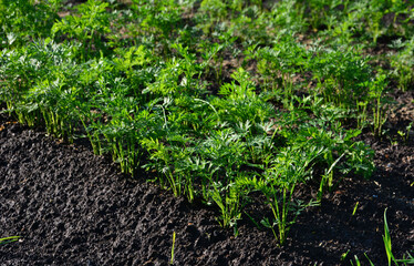 A lush row of carrot tops flourishing in rich dark soil, healthy vegetable garden