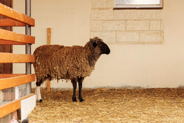 Sheep in a barn surrounded by straw on a sunny day in the countryside