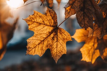 Golden autumn leaf close-up