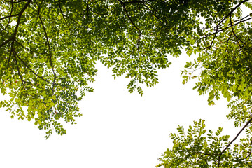 Close up green leaves background