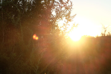 Juniper in natural Texas sunset for peaceful background.