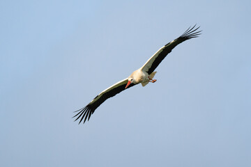 Cigogne blanche, Ciconia ciconia, White Stork
