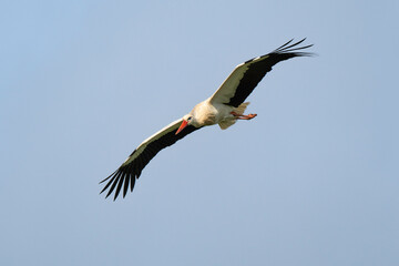 Cigogne blanche, Ciconia ciconia, White Stork