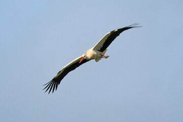 Cigogne blanche, Ciconia ciconia, White Stork