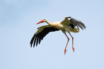 Cigogne blanche, Ciconia ciconia, White Stork