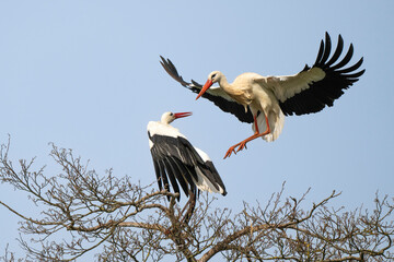 Cigogne blanche, Ciconia ciconia, White Stork