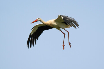 Cigogne blanche, Ciconia ciconia, White Stork