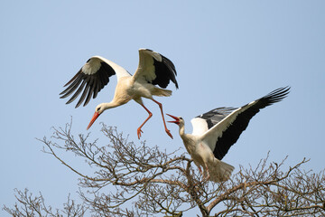 Cigogne blanche, Ciconia ciconia, White Stork