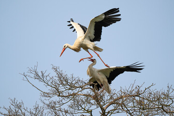 Cigogne blanche, Ciconia ciconia, White Stork