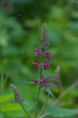 A slender purple wildflower stands tall, its unique blooms adding vibrant texture against a soft green backdrop, captured with striking vertical composition