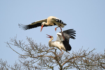 Cigogne blanche, Ciconia ciconia, White Stork