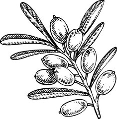 Sea buckthorn sketch. Hand drawn berries illustration. Natural ingredients, organic food logo design. Not AI generated