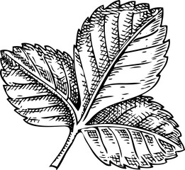 Strawberry leaf sketch. Hand drawn botanical illustration. Natural ingredients, organic food logo design. Not AI generated