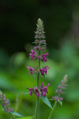 A slender purple wildflower stands tall, its unique blooms adding vibrant texture against a soft green backdrop, captured with striking vertical composition