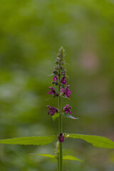 A slender purple wildflower stands tall, its unique blooms adding vibrant texture against a soft green backdrop, captured with striking vertical composition