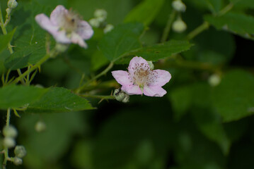 A delicate pink wild rose blossom emerges from lush green foliage, captured in a soft focus, natural light close-up emphasizing subtle beauty