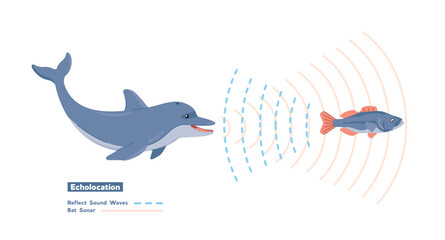 Illustration of echolocation, dolphins emit high frequency sounds to prey and analyze the returning echoes to navigate. © Artoniumw