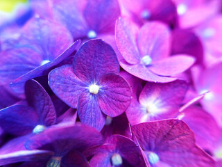 紫陽花のクローズアップ