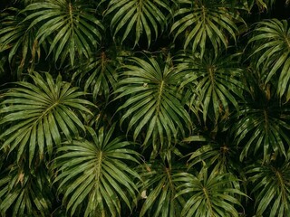 Tropical Palm Leaf Canopy. A Lush, Green Background of Natural Beauty.