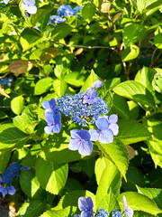 青色の紫陽花
