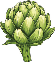 fresh green artichoke