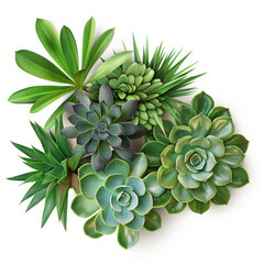 Succulent Collection: A vibrant array of succulents, showcasing a variety of textures, shapes, and shades of green, arranged in a visually appealing composition.
