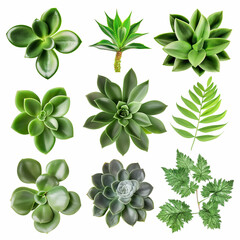 Vibrant botanical arrangement: A captivating top-down view showcases an ensemble of unique, lush green plants. with a studio-shot appearance, exuding an image of vitality and beauty. 