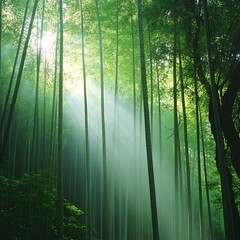 Obraz premium sunlight through atmosphere peaceful dense a forest bamboo shining