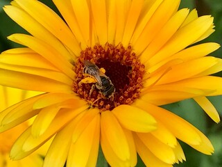 Bee sitting in the center of a flower