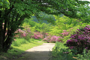 つつじが咲いている公園