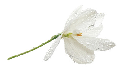 Frosty white snowdrop flower Transparent background, PNG file