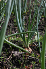 Obraz premium Fresh green onions growing in the garden with a healthy root bulb.