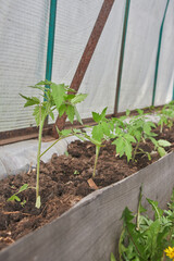 Tomato seedlings flourishing in a greenhouse, ready for growth and yielding fresh crops.