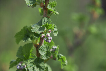 A budding branch displays new spring growth with delicate green leaves and purple buds.