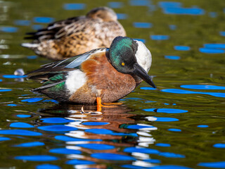 水辺のハシビロガモ