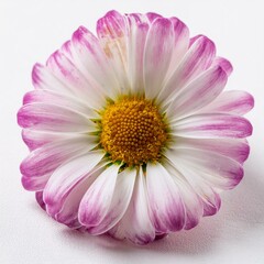 Obraz premium pink daisy flower