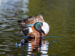 水辺のハシビロガモ