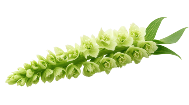 Green Justicia aurea flower spike Transparent background, PNG file
