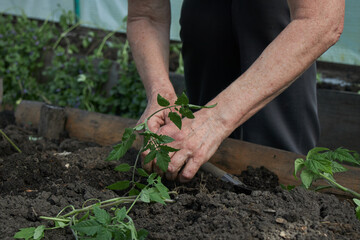 Hands carefully planting a young tomato seedling in the rich, dark soil of a garden.