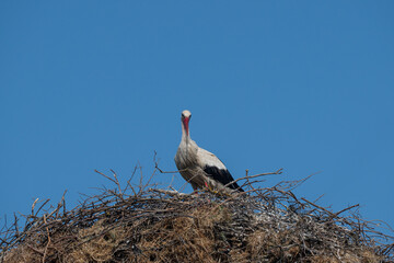 White stork standing on a nest on an electricity pole. White Stork, Ciconia ciconia.